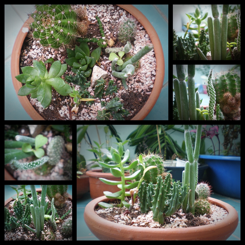 สวน Cactus